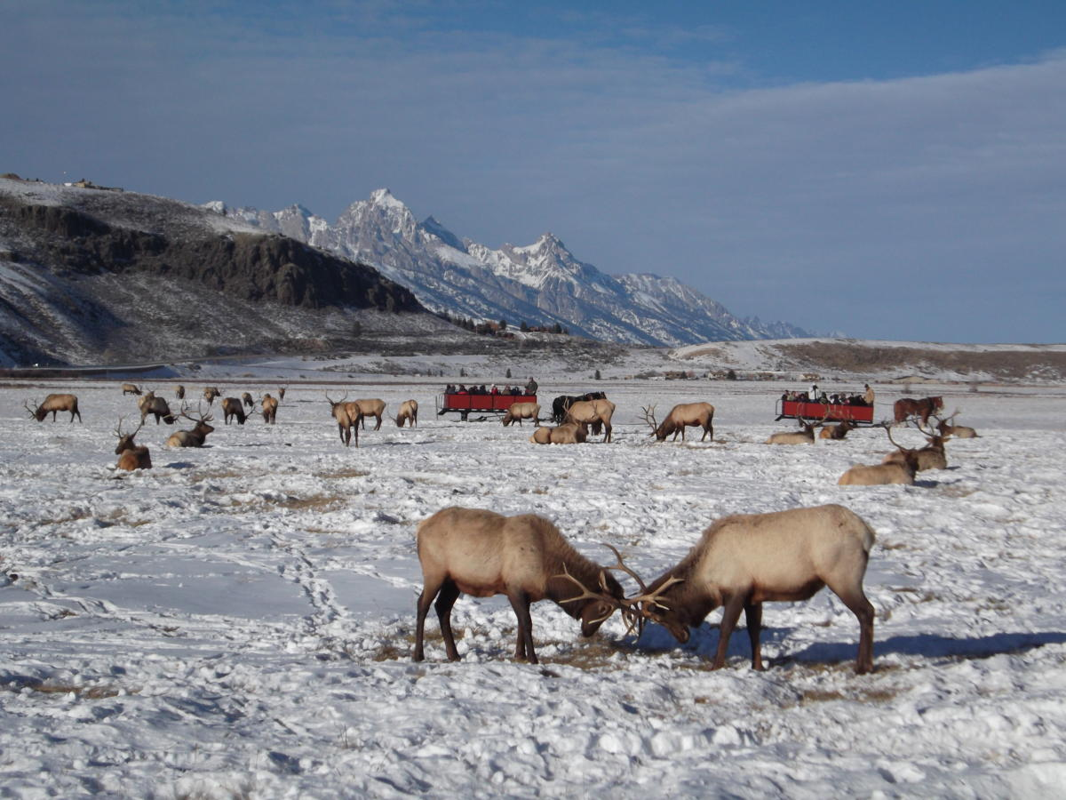 Elk Refuge Sleigh Rides