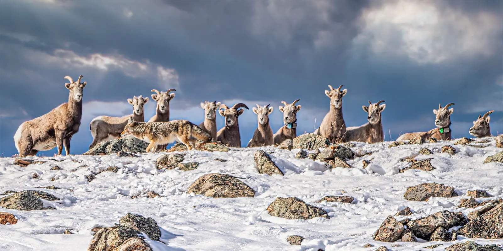 Grand Teton Wildlife Safari — Full Day