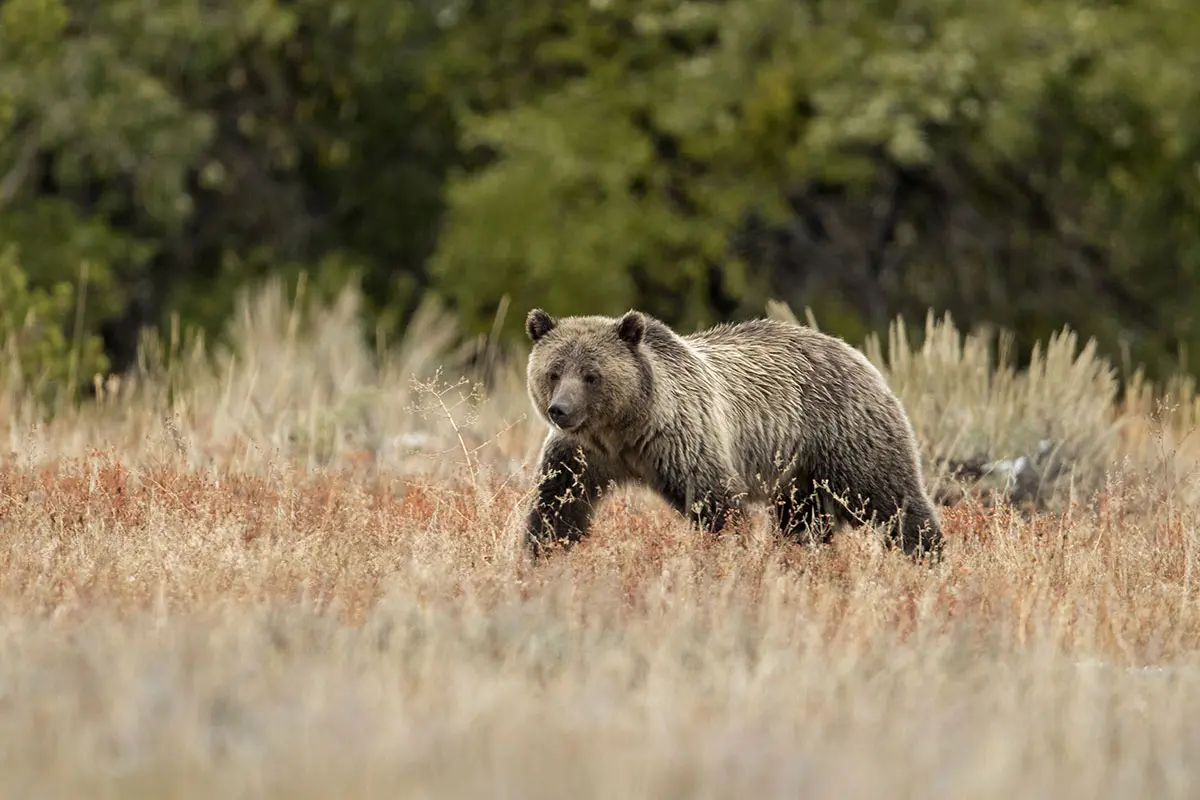 Grand Teton — Full Day Wildlife Safari